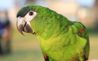 /album/dobrevs-aviary/hahns-macaw-jpg/